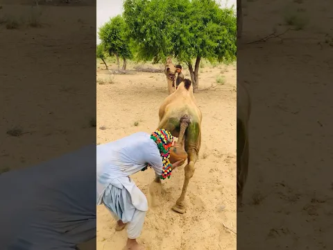 ‎شاهد مهارة التعامل  مع الإبل في الصحراء