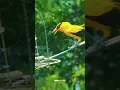 Download Lagu PIKAT BURUNG KEPODANG EMAS