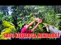 Download Lagu Tau Kaya Gini Bawa Karung !! Mikat Burung Sirtu Di Datangi Satu Keluarga