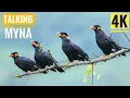 Lagu Various Sound of Hill Myna 4K // পাহাড়ী ময়না/ #ময়না /Talking Hill Mynah #birds  #chirping