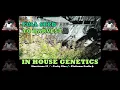 COMPLETE Seed To HARVEST - In House Genetics