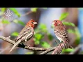 Download Lagu Gentle Birdsong | Relaxing Morning Chirps for Meditation, Sleep \u0026 Peaceful Mind - Deep Sleep MP3