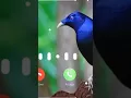 Download Lagu Ringtone original bird Asian koel morning alarm ringtone koyal voice - avaj DGB DIGITAL OFFICIAL