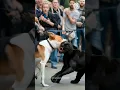 Download Lagu white dog vs black dog fight. #shortvideo #shorts #dog #dogs #dogfight
