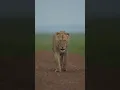 Download Lagu Africa – The Wild Soul of Masai Mara 🦁🌍