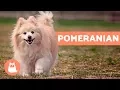 All About the POMERANIAN - Characteristics and Care