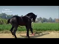 stallion ram