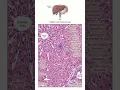 Why Can Your Liver Grow Back