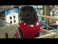 The Buzz Petco offering annual wellness plan for pet owners