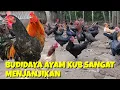 Download Lagu BUDIDAYA AYAM KUB ATAU AYAM KAMPUNG SANGAT MENJANJIKAN
