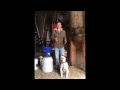Agristore USA Electric Grain Grinder