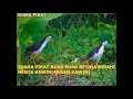 SUARA PIKAT RUAK RUAK BETINA BIRAHI MINTA KAWIN MUSIM KAWIN