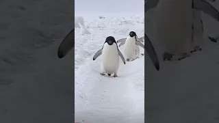 مشي البطاريق كواليس    دندنها