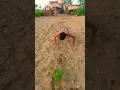 Download Lagu 2 ghode#fitness #motivation #army #shortvideo #shorts