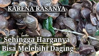 panen jengkol enak rasanya mahal harganya 