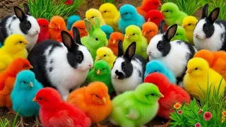 Tangkap Ayam Lucu, ayam warna warni, ayam rainbow, kelinci lucu, bebek lucu, ikan koi, Hewan Lucu