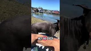 #Fyp #dream #doberman #pets #YouTube