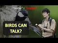 Lagu After 20 Years, This Scientist Proved Birds Can Talk and Use Grammar