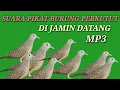 Download Lagu SUARA UNTUK PIKAT PERKUTUT LOKAL, SUARA TERBUKTI KESAKTIANNYA