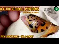 Hatching Ball Pythons from start to finish