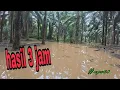 Lagu tahan jaring dan menjala / Musim ikan naik melepas telur lagi (#eps61)