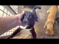 Download Lagu Homeward Bound Dog Shelter Update