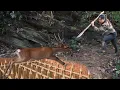 Download Lagu Discovered traces of a giant wild deer – Instantly crafted a trap deep in the jungle!,survival alone