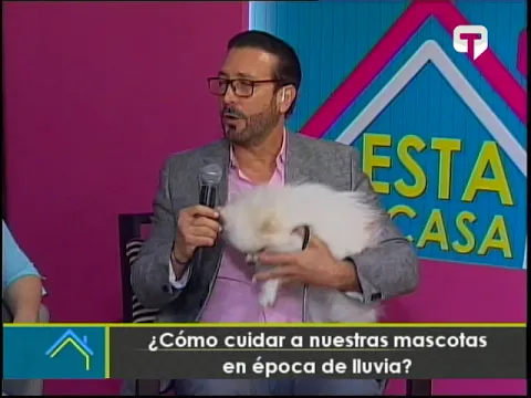 ¿Cómo cuidar a nuestras mascotas en época de lluvia?