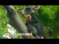 Download Lagu Stworzenia Żyjące na Przybrzeżnych Klifach Wietnamu | Tajemnice Rzeki Mekong 110