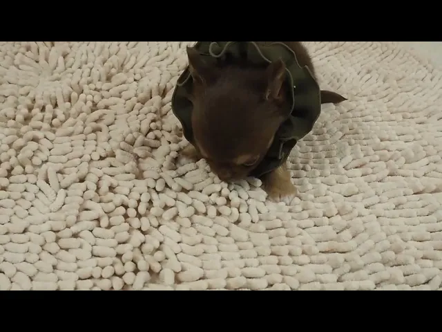 動画
