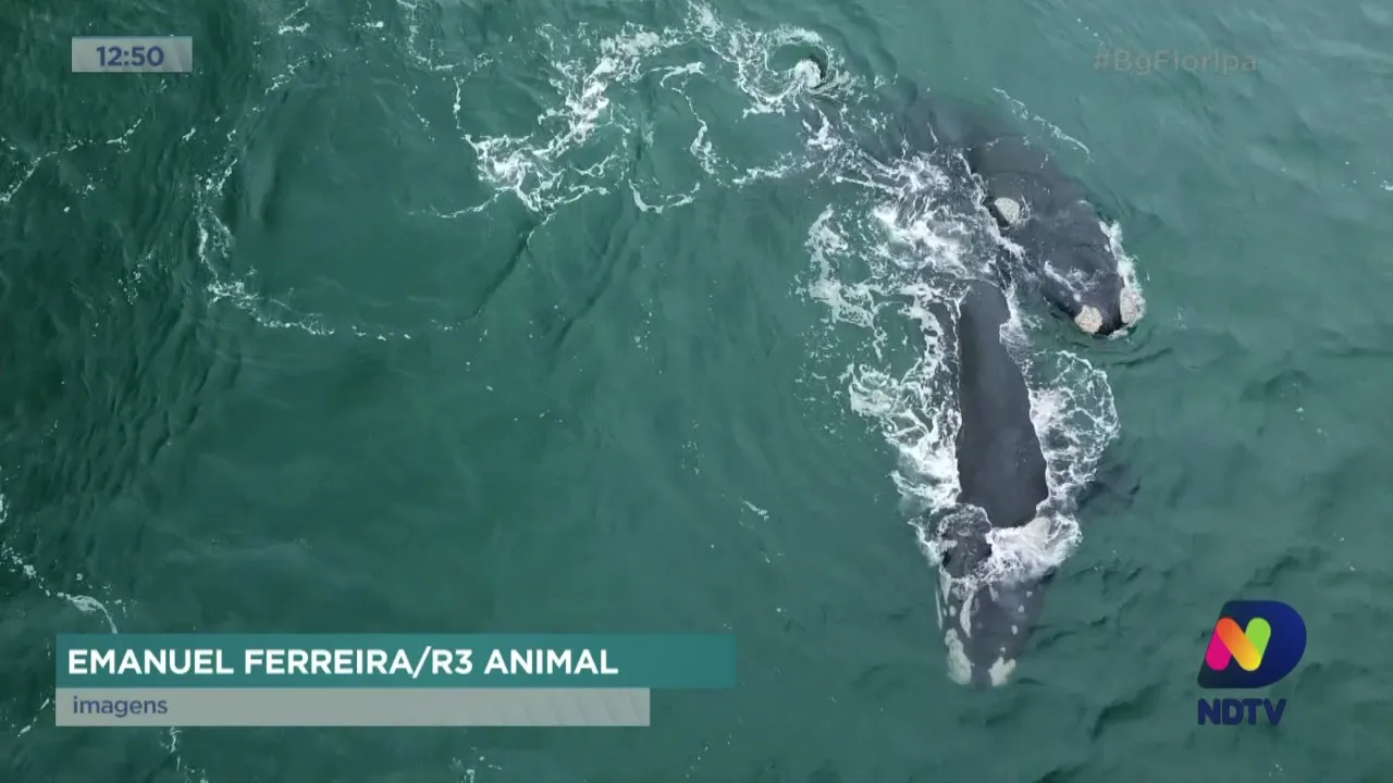 Casal de baleias-franca é flagrado namorando na Barra da Lagoa