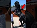 Download Lagu Friesianul 🐎 || Calul Negru care Pare Dintr-un Film de Fantezie! #cai #horse #animals #fermă