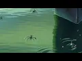 Download Lagu Very short AMV (Yorushika - The Clouds and the Ghost)