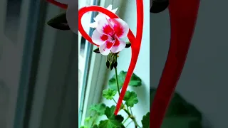 не білі троянди калачик але дуже гарний Ukraine славазсу Forever разомдоперемоги квіти 