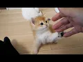 Download Lagu Schattig katje is verdiept in handspelletjes met zijn baasje...