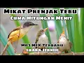 Download Lagu Suara pikat burung kecil paling ampuh ciblek tebu/prenjak tebu/ciblek meong @AnakDesaKicau