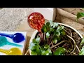 Durable Refill often Mission Gallery Plant Watering Globes Glass Self-Watering Bulbs Up to 5 Days