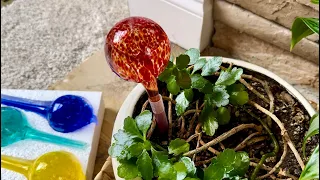 Durable Refill often Mission Gallery Plant Watering Globes Glass Self-Watering Bulbs Up to 5 Days
