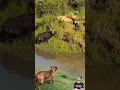 Download Lagu Anjing menggonggong kencang ingin  menyelamatkan kerbau yang sedang di buru lion #animals #shorts