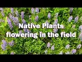 Lagu Native Plants flowering in the field