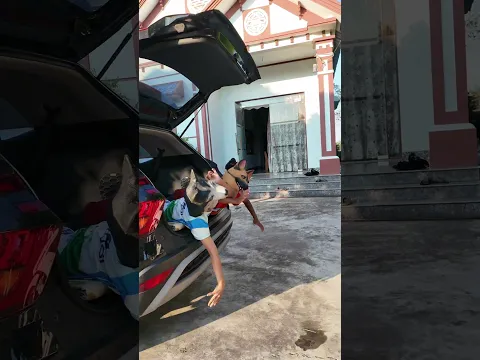 Cảm biến ô tô chạy bằng chó 🚘🐕#shorts