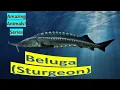 Beluga facts Beluga Sturgeon Great sturgeon third most massive living bony fish