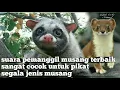 SUARA PIKAT SEMUA JENIS MUSANG PALING JITU