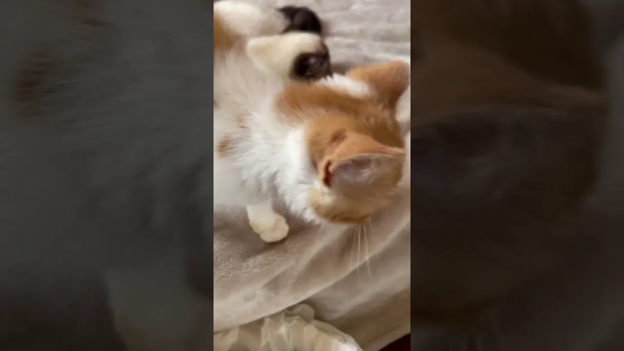 動画