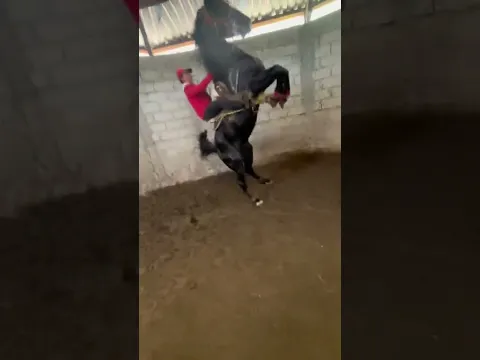 cavalo brabo demais
