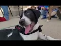 Meet Catfish ADOPTED