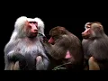 The Cranberries "Animal Instinct" | GarageBand-Cover | Lyric Video