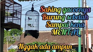 Download KONIN GACOR || BARU KALI INI LIHAT BURUNG KENA MENT4L || SAKING GACORNYA MP3