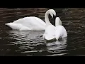 Download Lagu Trumpeter Swans \