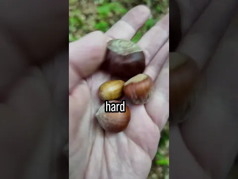 Survival Food Stick Trick 😅 #survival